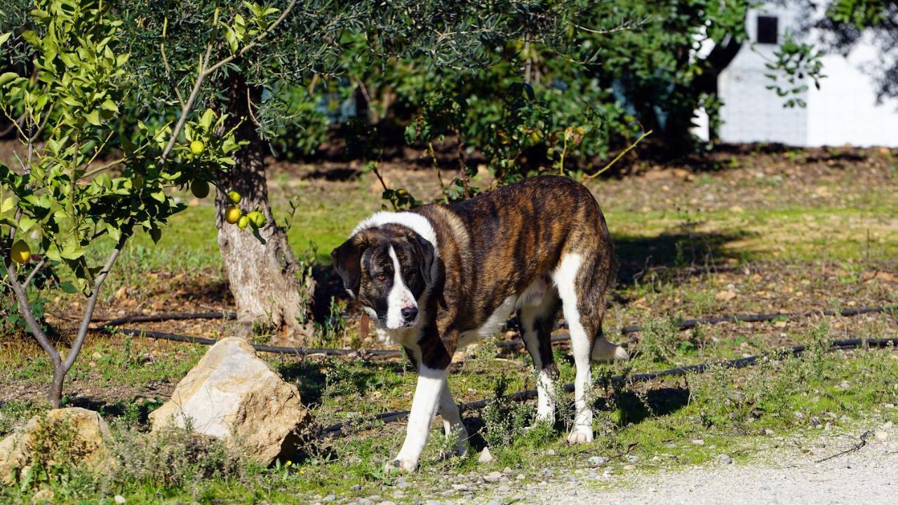 Hotel Rural Quinta Do Marco - Nature & Dining Tavira Zewnętrze zdjęcie
